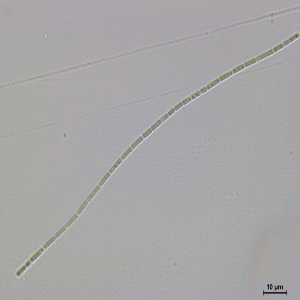 BACA0016 - Pseudanabaena sp.