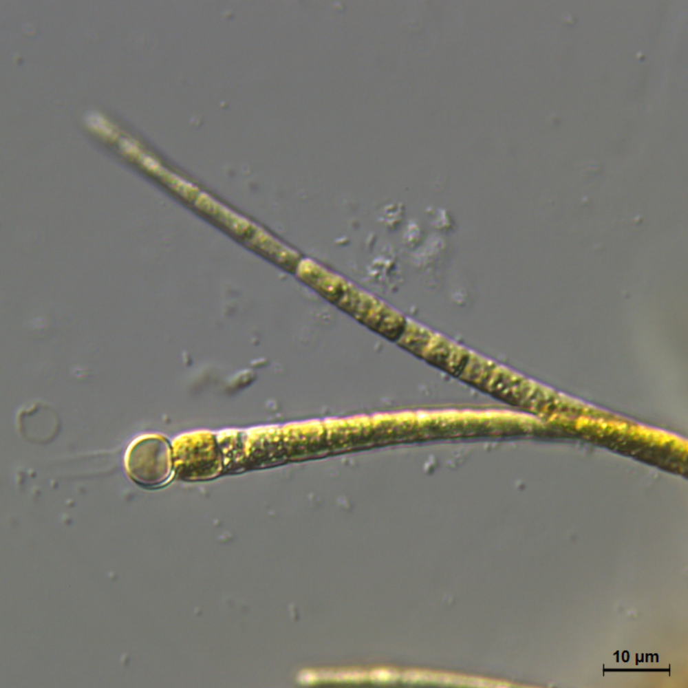 BACA0020 - Scytonematopsis sp.