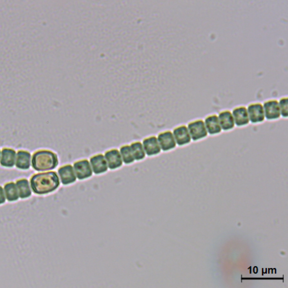 BACA0050 - Anabaena sp.