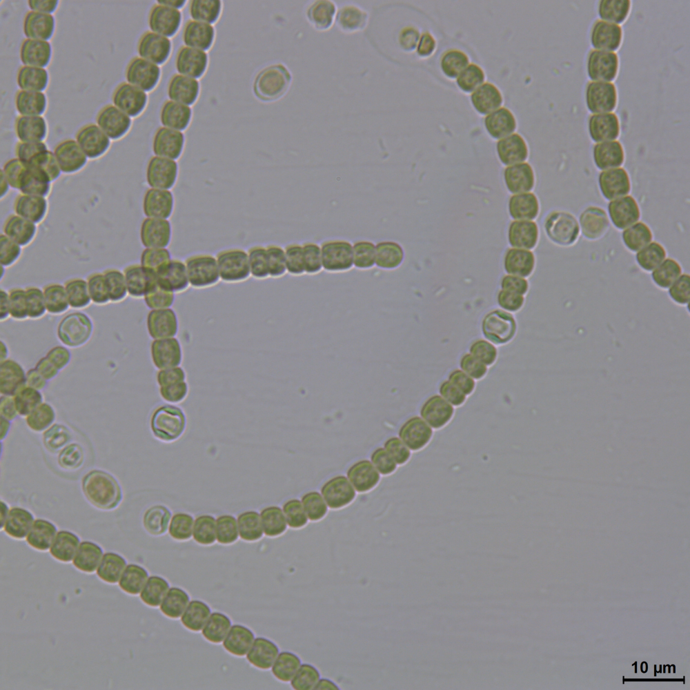 BACA0051 - Cylindrospermum sp.