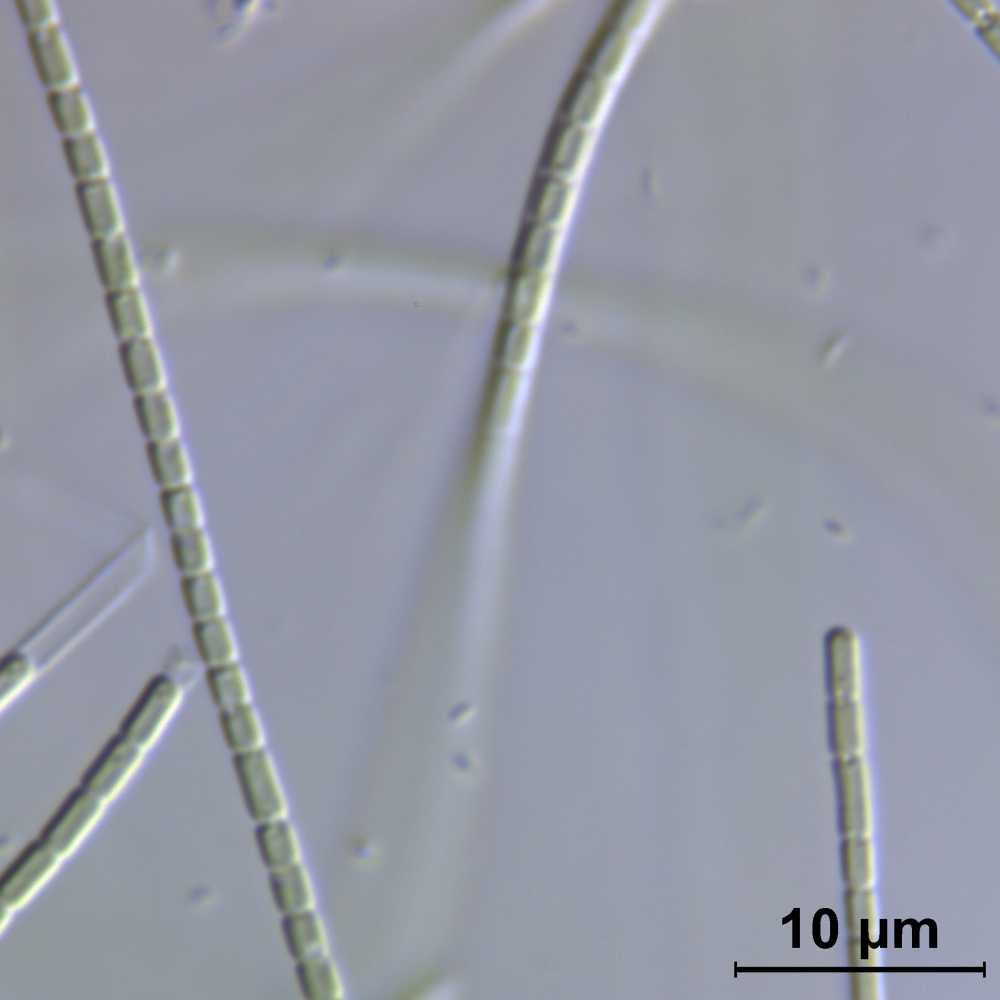 BACA0054 - Stenomitos sp.