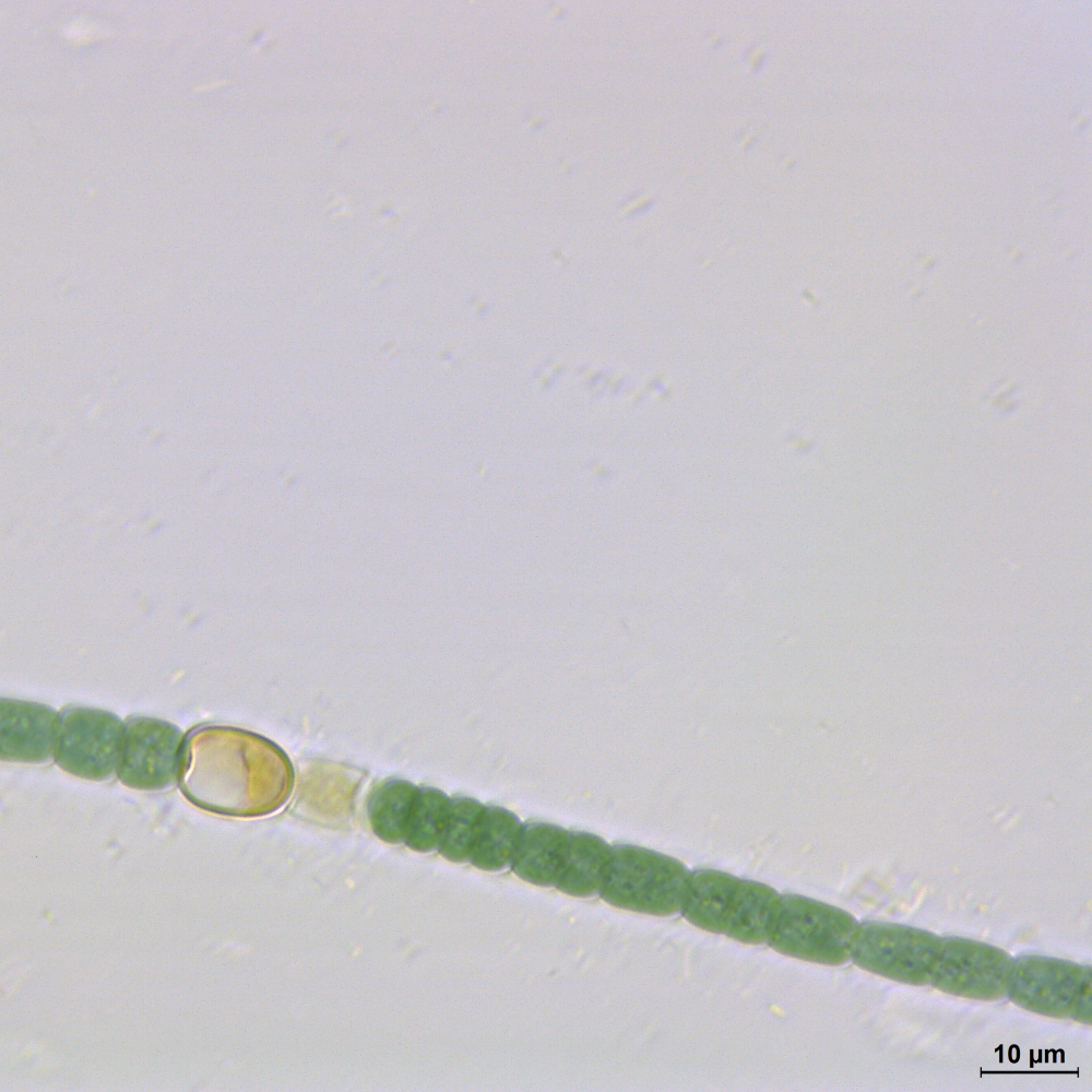 BACA0055 - Microchaete tenera