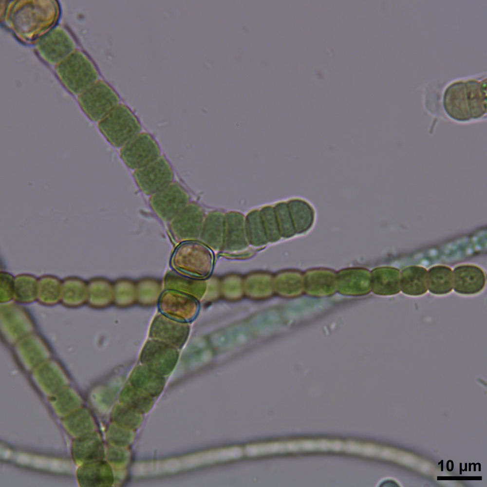 BACA0062 - Microchaete tenera