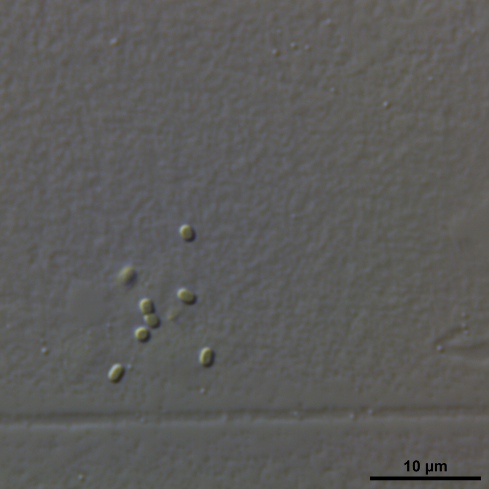 BACA0075 - Cyanobium sp.