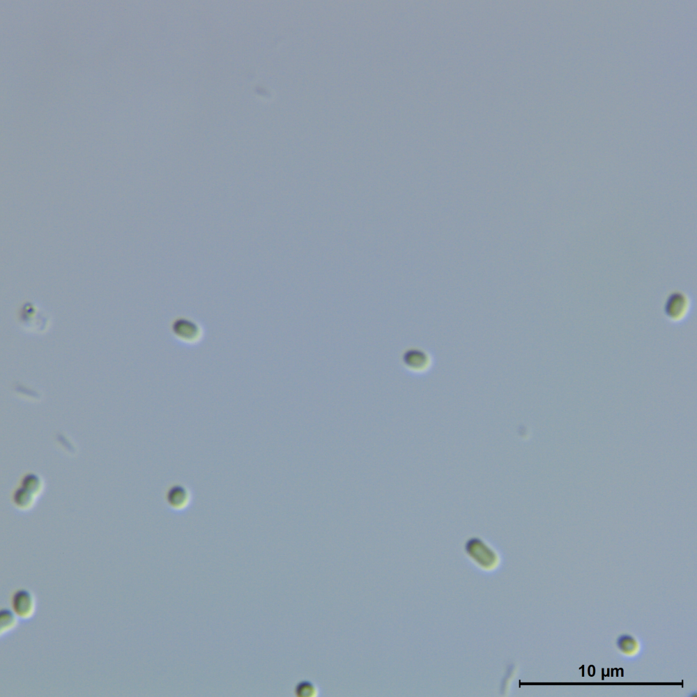 BACA0076 - Cyanobium cf. plancticum