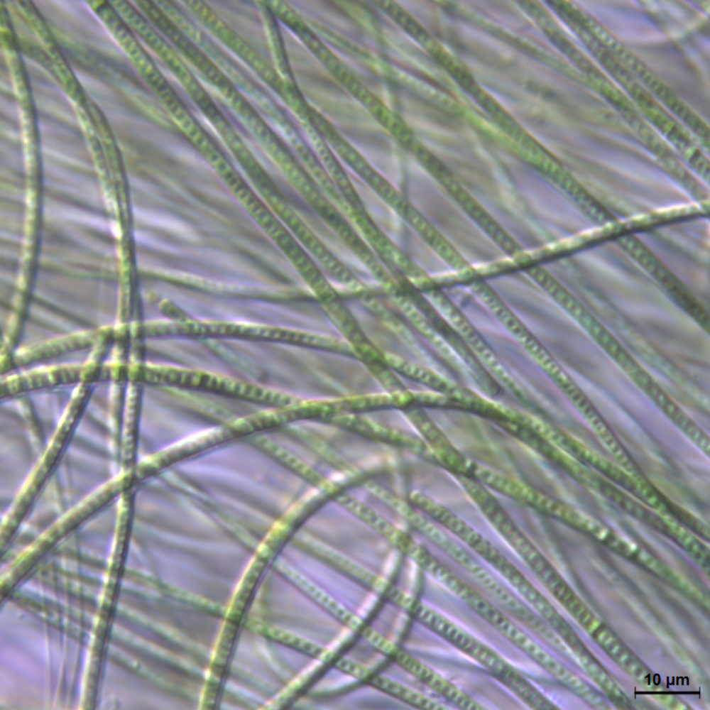 BACA0077 - Pegethrix atlantica