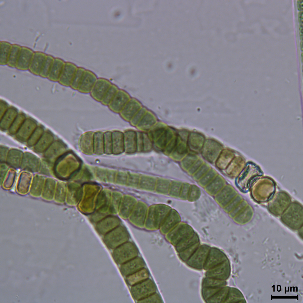 BACA0085 - Microchaete tenera