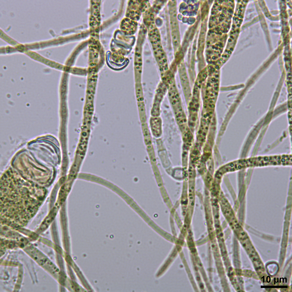 BACA0100 - Scytonematopsis sp.