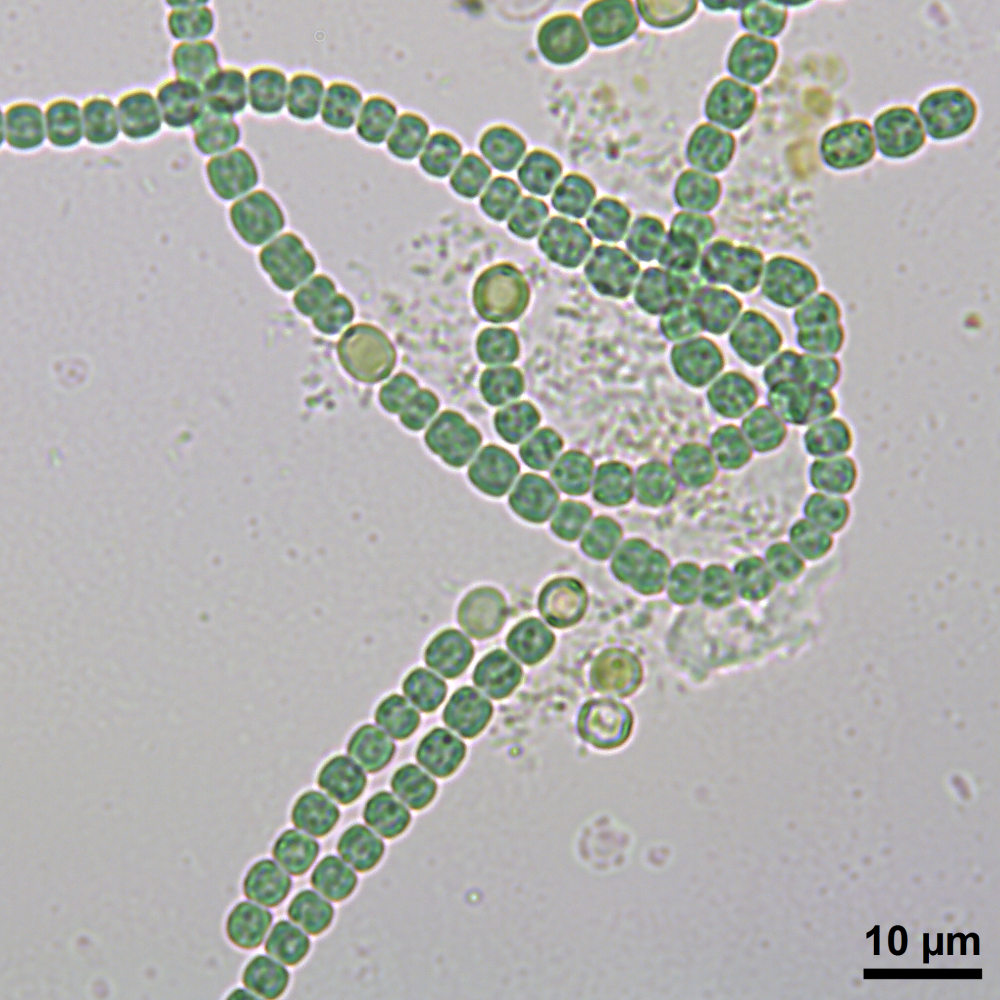 BACA0103 - Nostoc sp.