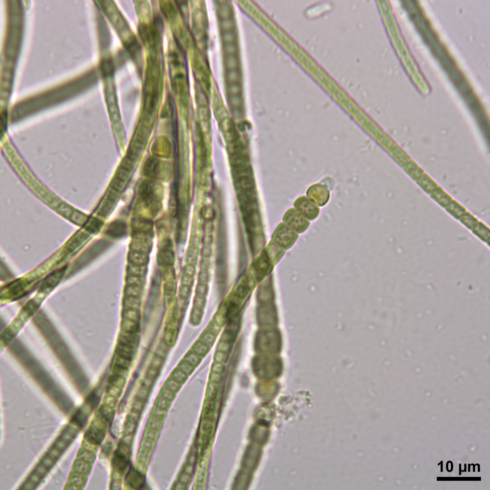 BACA0105 - Calothrix sp.