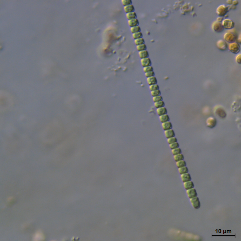 BACA0107 - Hydrocoryne cf. spongiosa