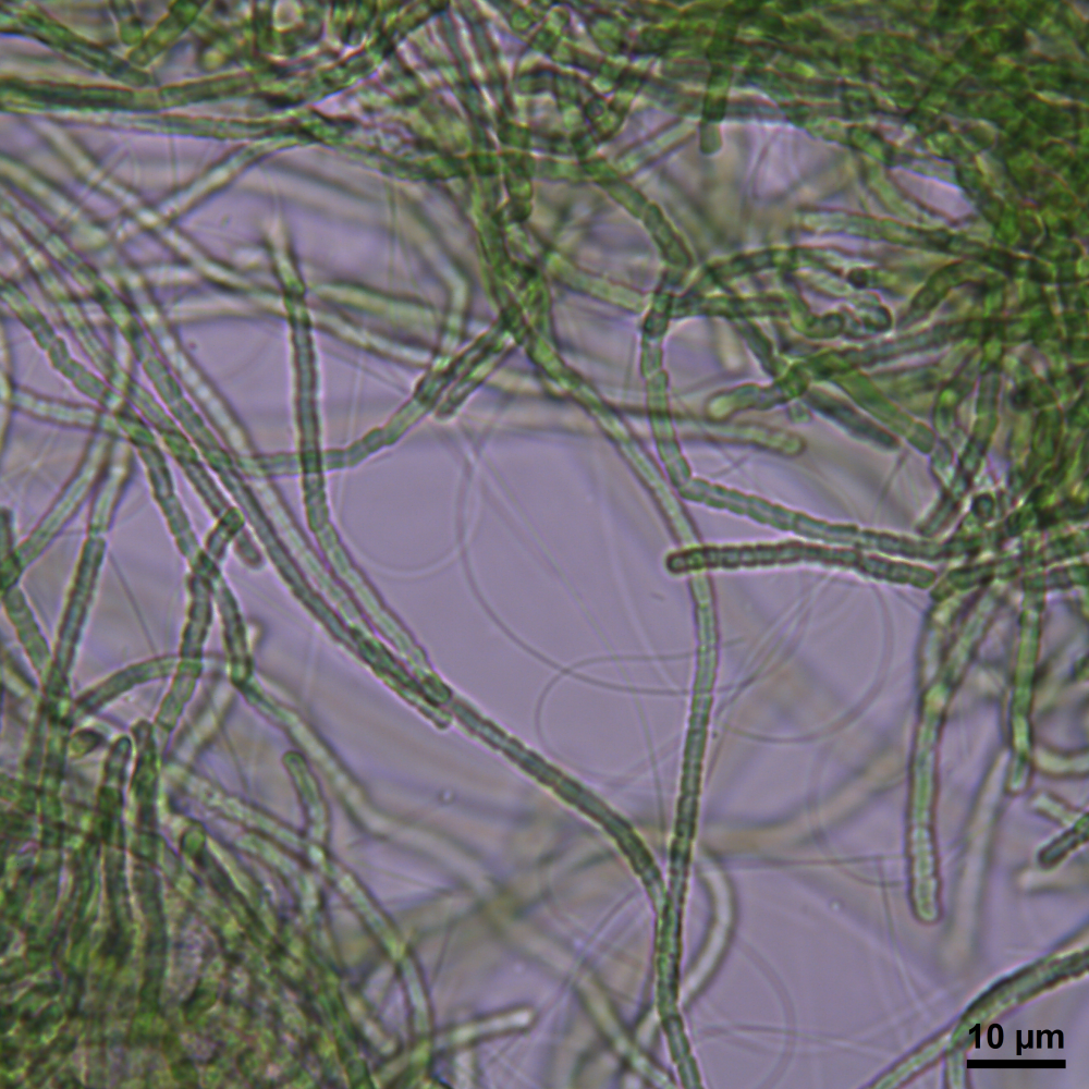 BACA0112 - Leptolyngbya gelatinosa